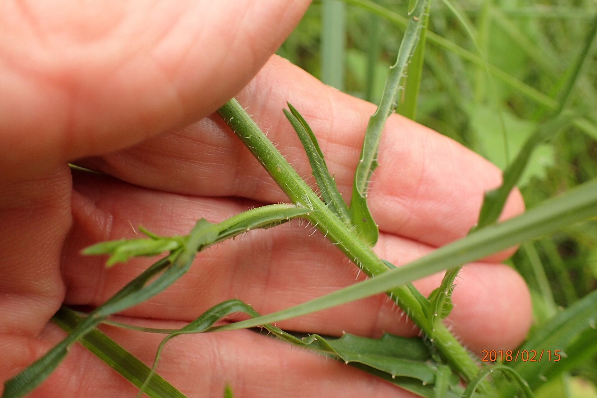 Wahlenbergia krebsii leaf