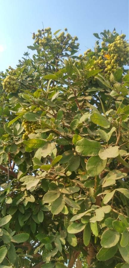 Sapindus trifoliatus — search result for 'Trinidad and Tobago'