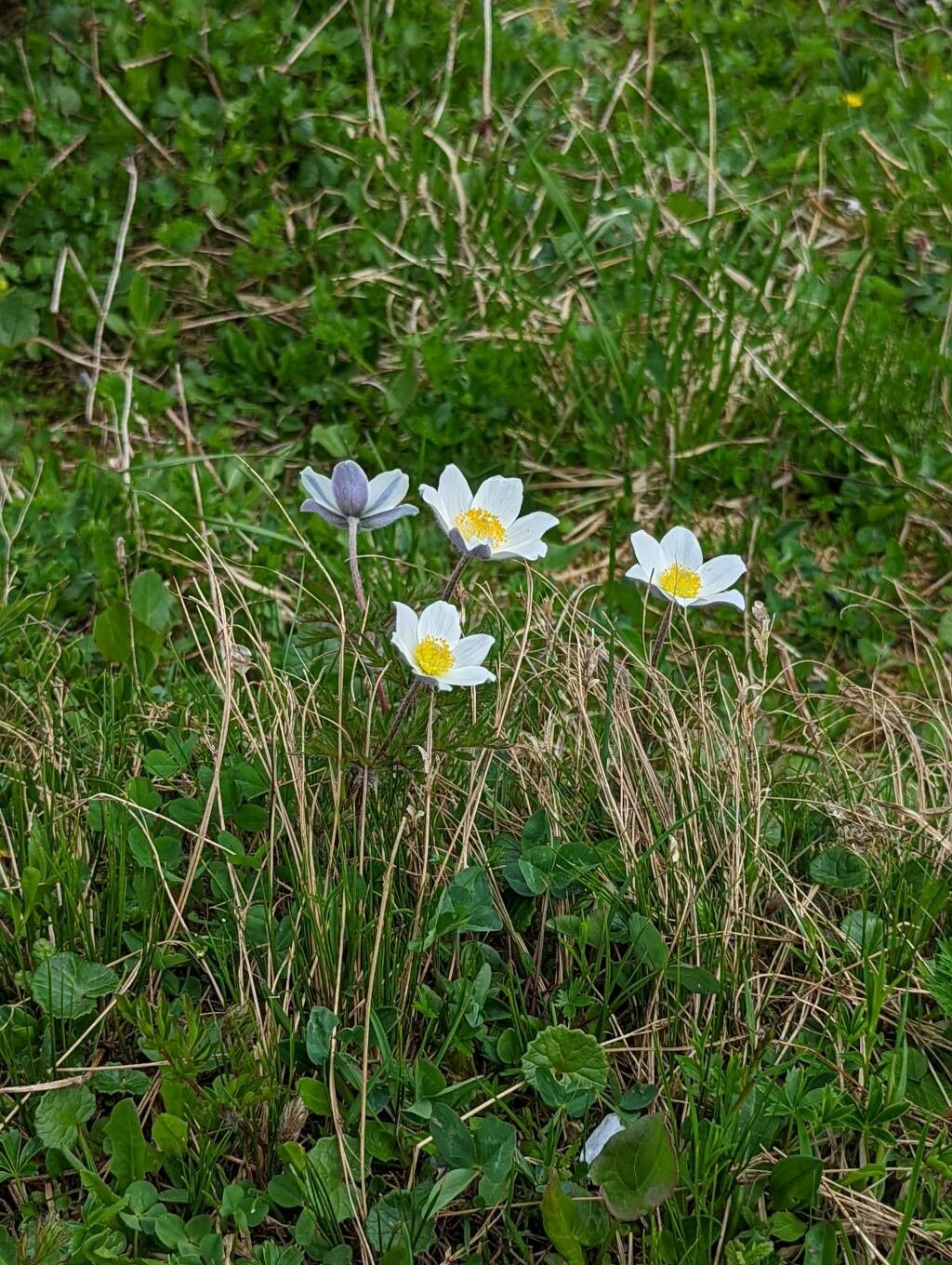 Pulsatilla scherfelii habit