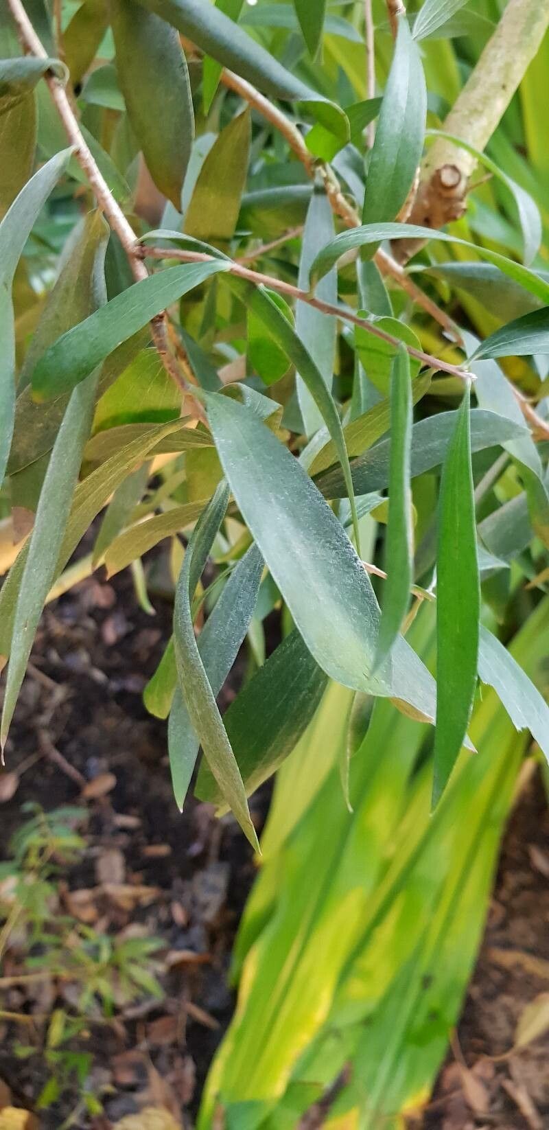 Melaleuca quinquenervia leaf