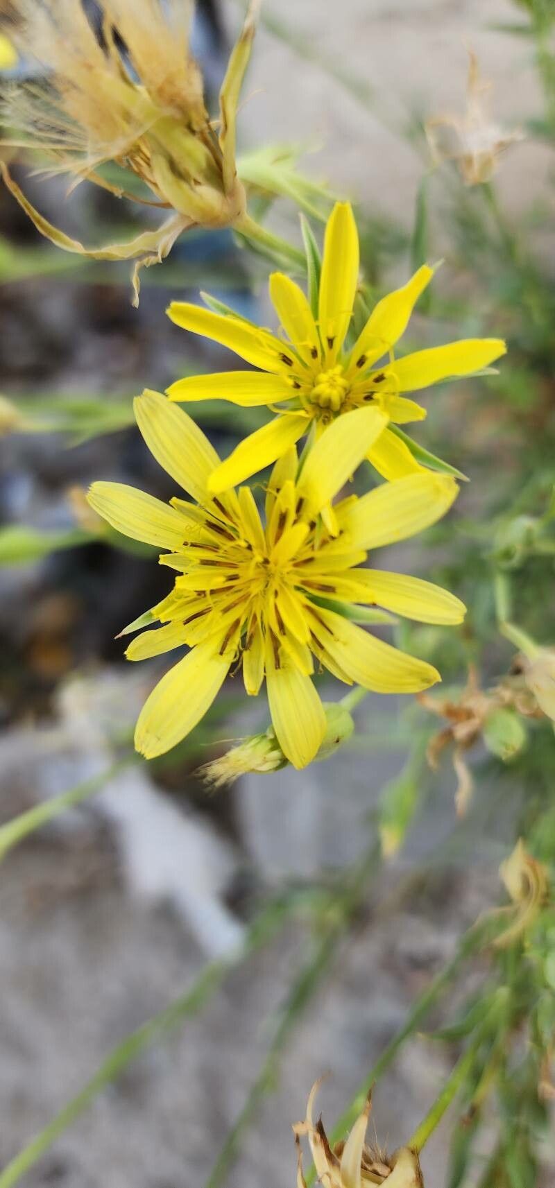Tragopogon graminifolius flower