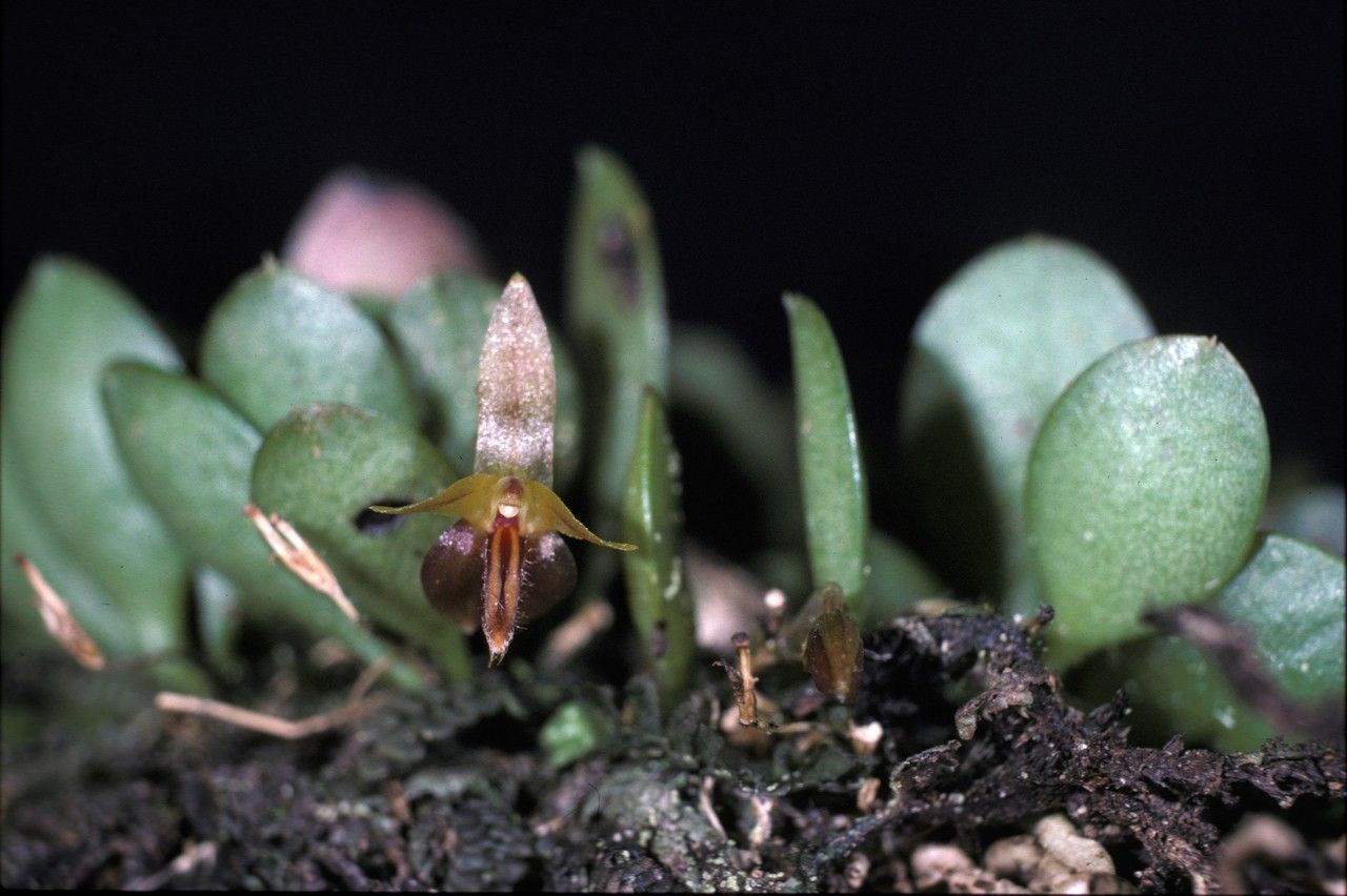 Anathallis barbulata — search result for 'Guyana'