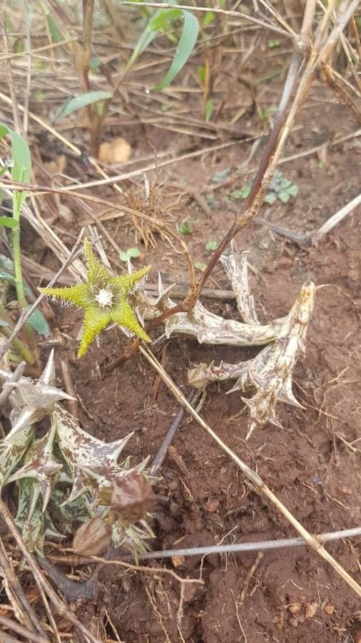 Orbea dummeri flower
