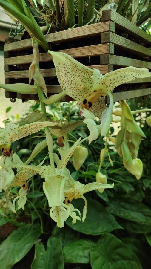 Stanhopea oculata flower