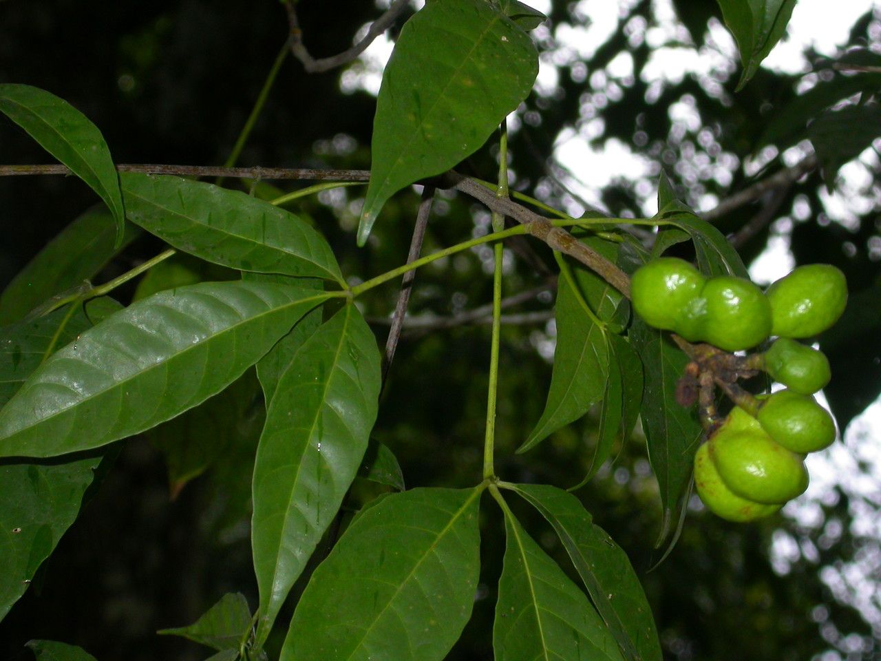 Caryocar microcarpum leaf