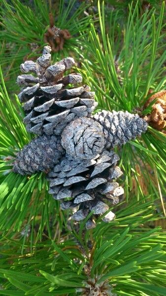 Pinus aristata fruit