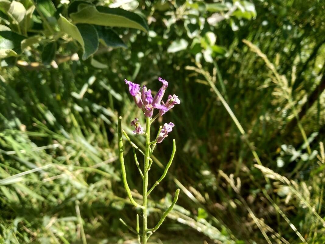 Chorispora tenella flower