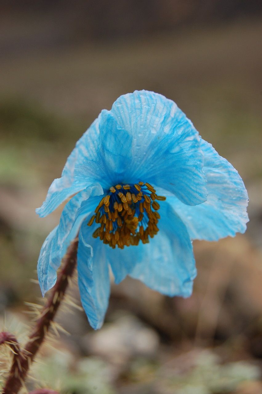 Meconopsis horridula flower
