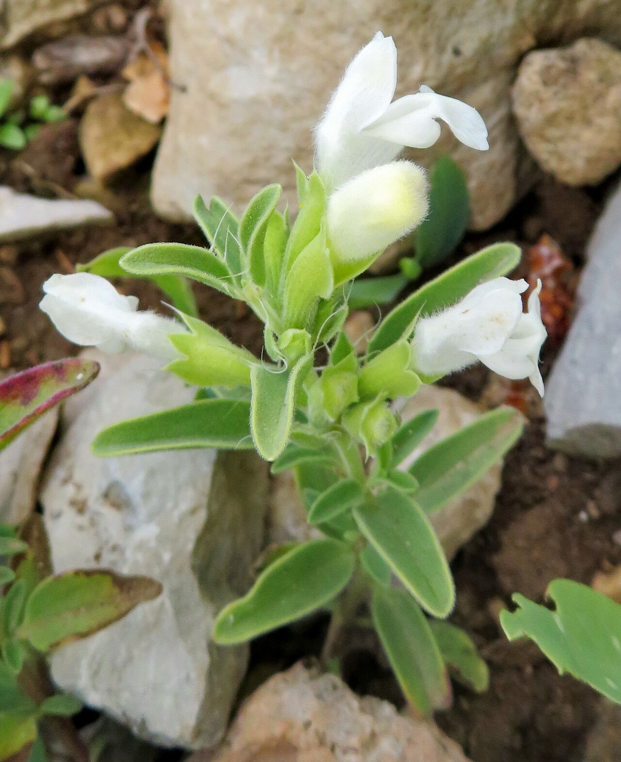 Dracocephalum renati flower