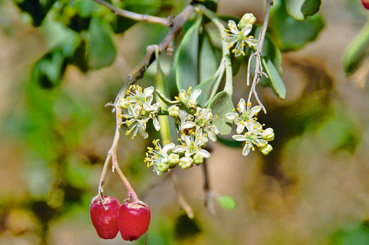 Nitraria retusa fruit