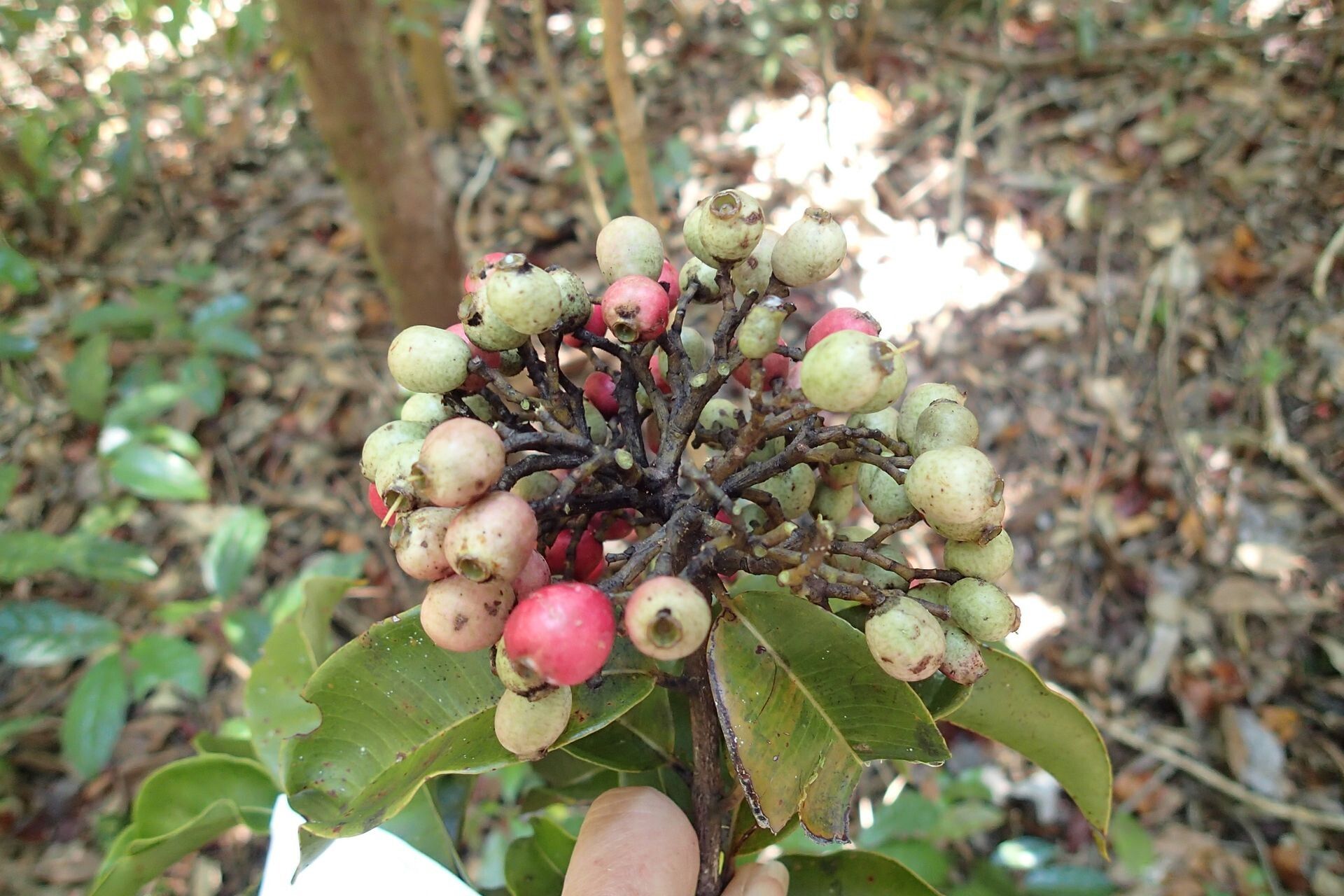 Syzygium densiflorum fruit