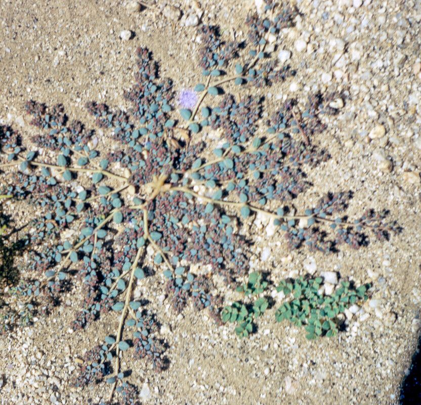 Euphorbia micromera — search result for 'Central to southwestern United States'