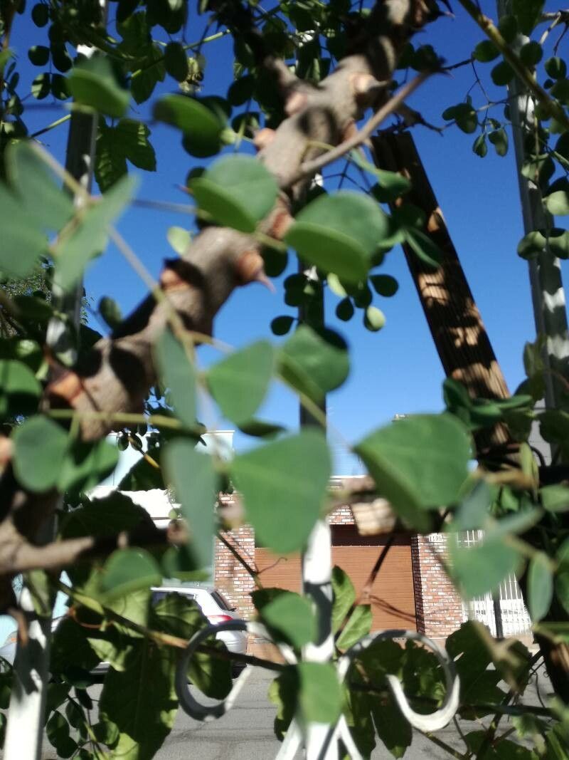 Havardia platyloba — related species from the same genus