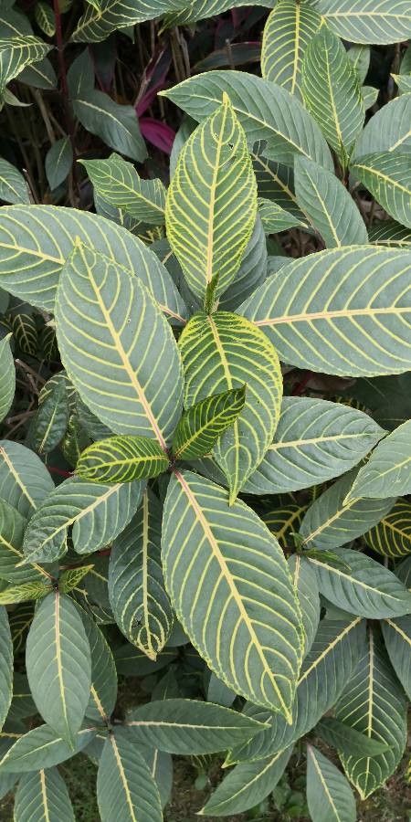 Sanchezia nobilis leaf