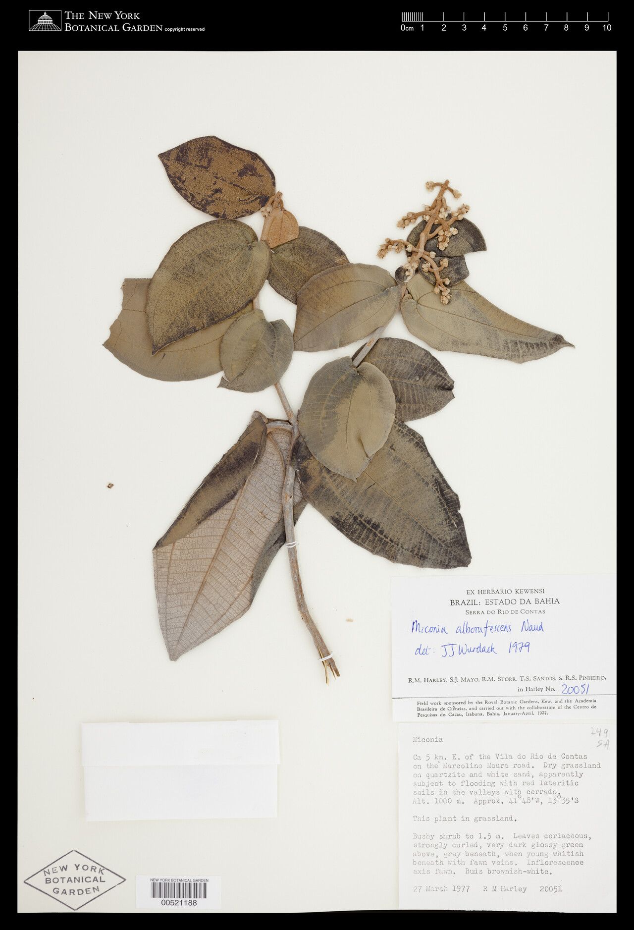 Miconia alborufescens leaf