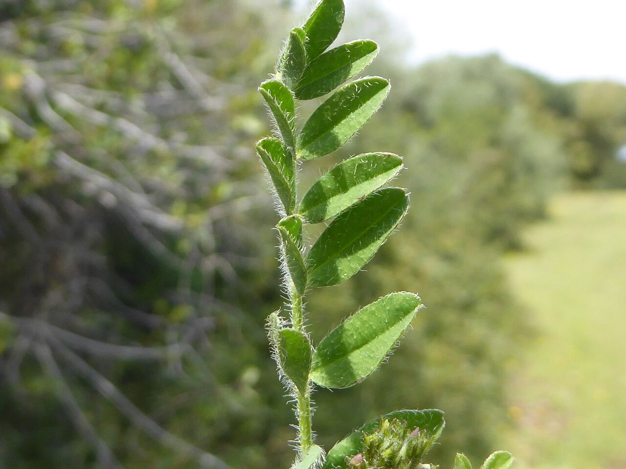 Astragalus pelecinus leaf