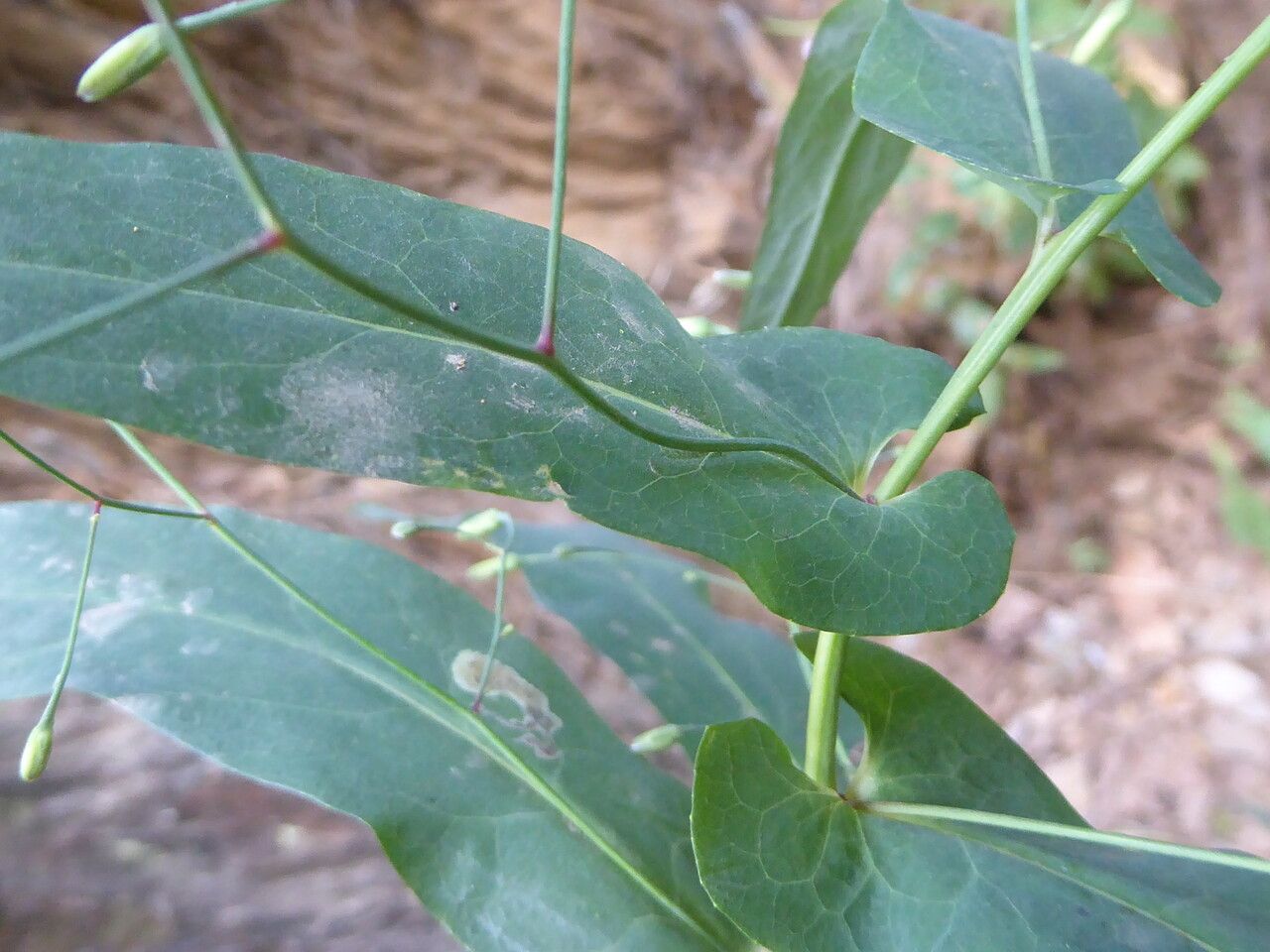 Prenanthes purpurea — search result for 'Emilia'