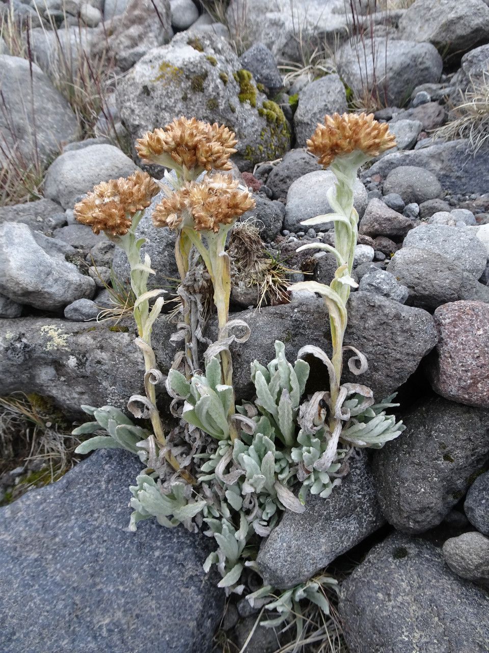Pseudognaphalium liebmannii flower