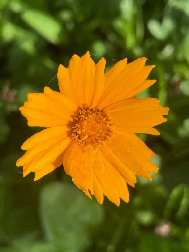 Coreopsis auriculata flower