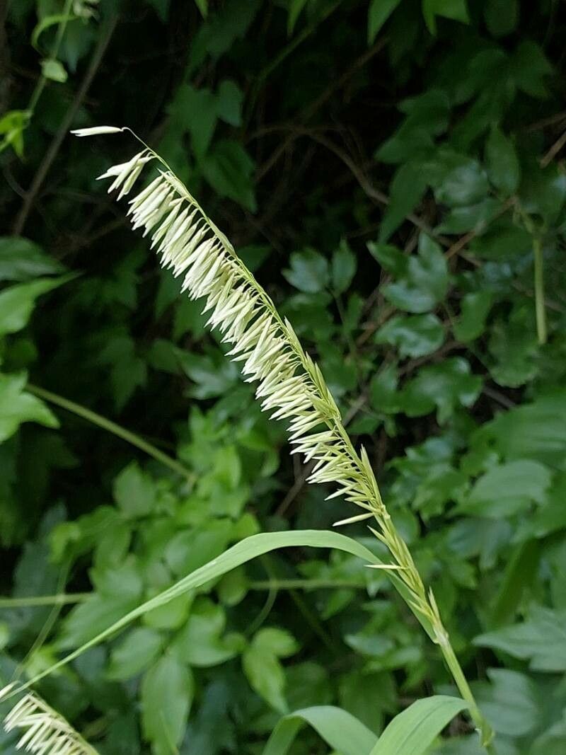Melica altissima flower