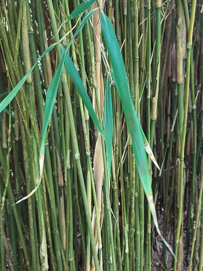 Chimonobambusa quadrangularis other