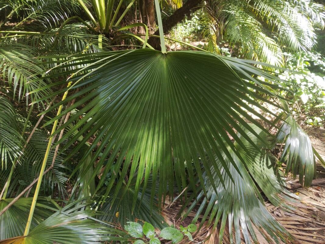 Brahea salvadorensis — search result for 'Brahea'