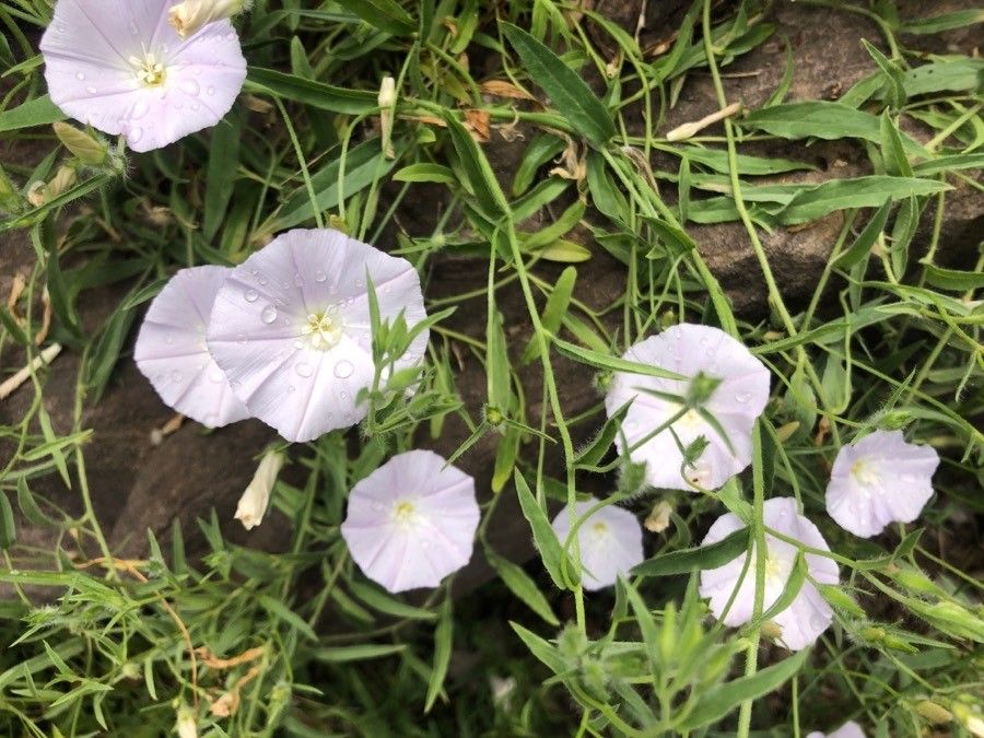 Calystegia macrostegia flower