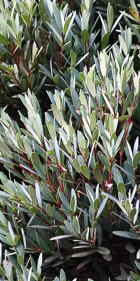 Syzygium grijsii — houseplant care guide