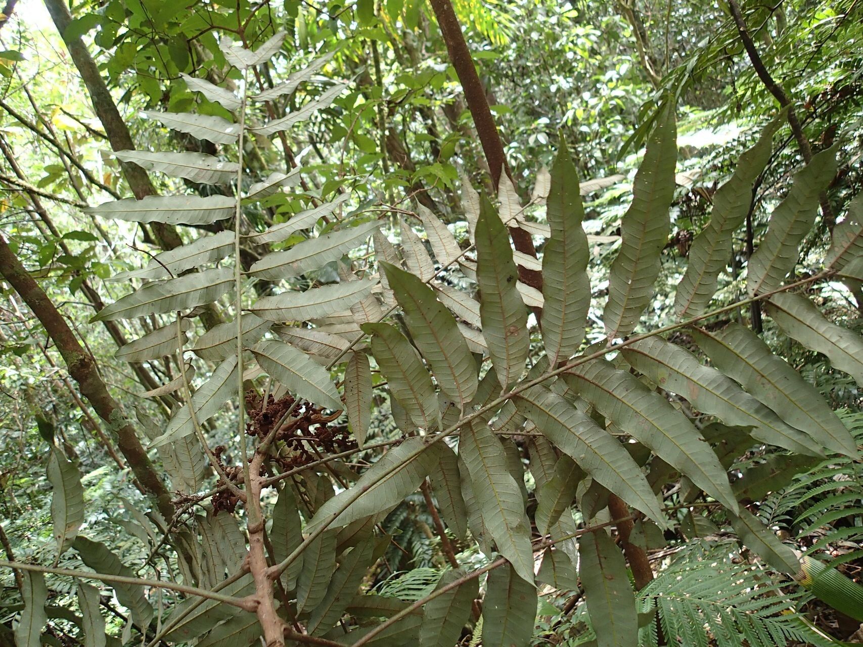 Podonephelium gongrocarpum — related species from the same genus