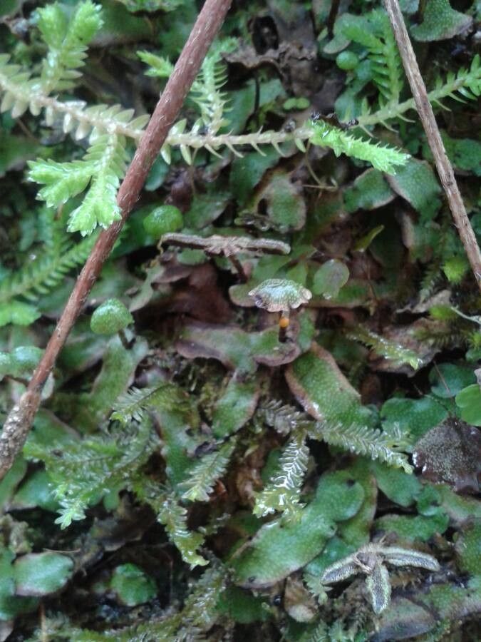Marchantia chenopoda — related species from the same genus