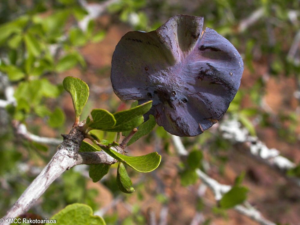 Terminalia cyanocarpa fruit