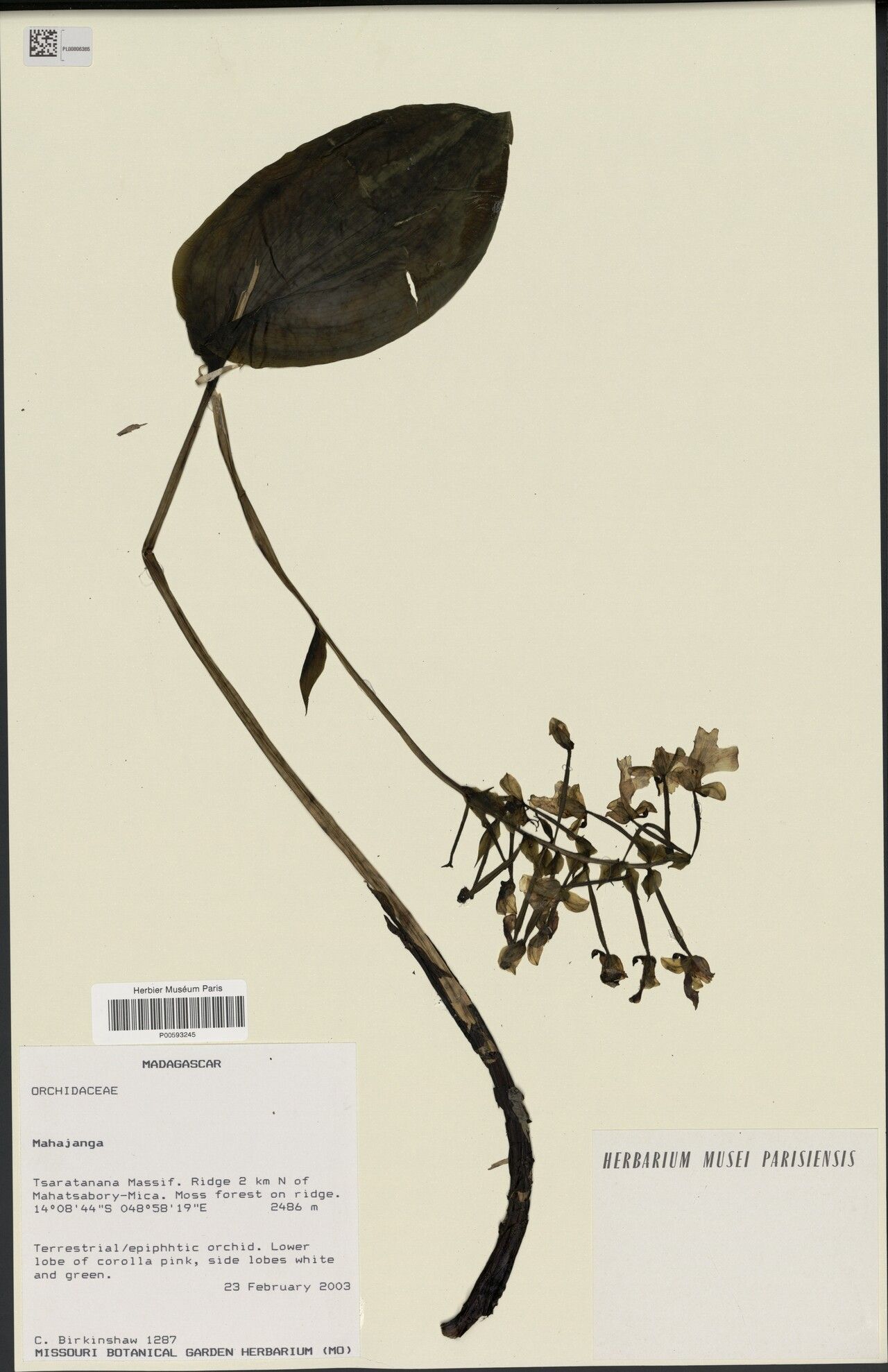 Cynorkis betsomangensis — houseplant care guide