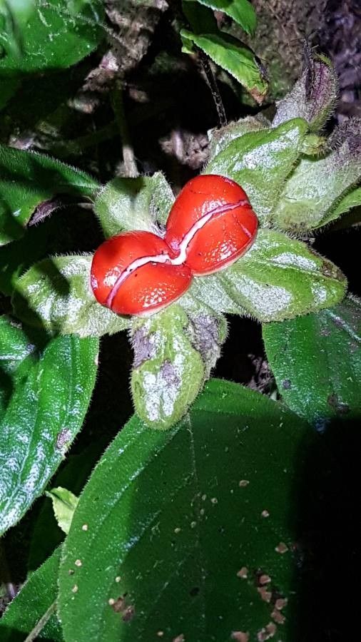 Drymonia serrulata fruit