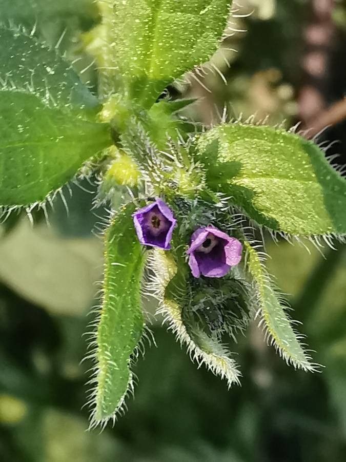 Asperugo procumbens flower