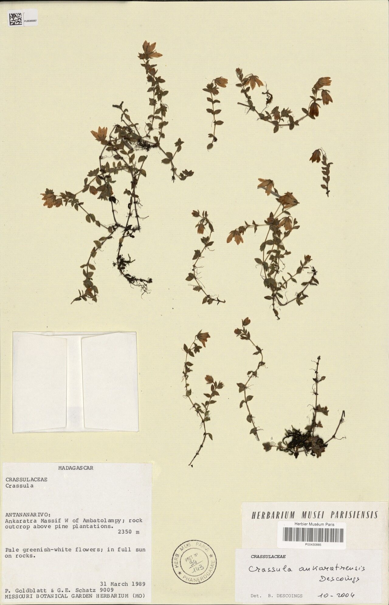 Crassula ankaratrensis — houseplant care guide