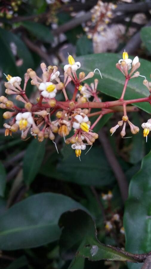 Miconia mirabilis flower