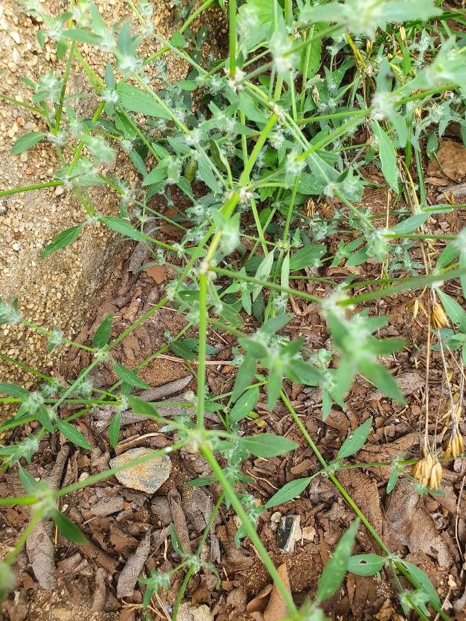 Justicia heterocarpa habit