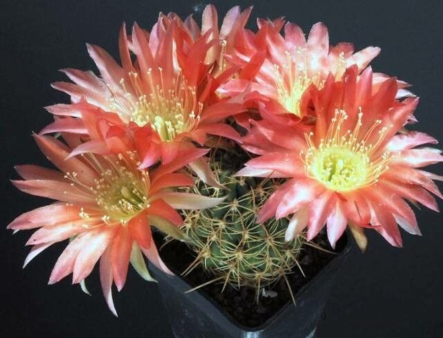 Lobivia ferox flower