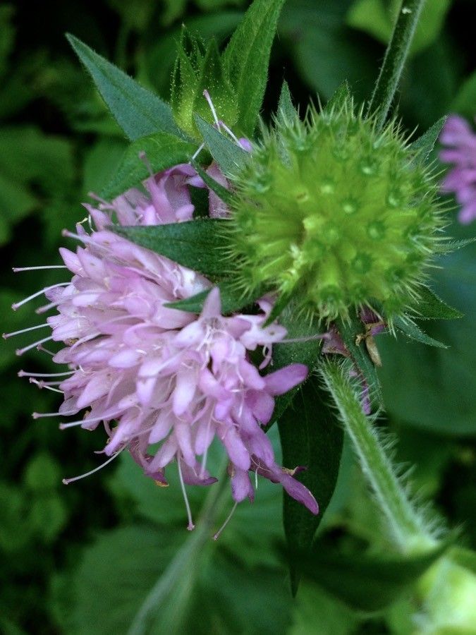 Knautia drymeia flower