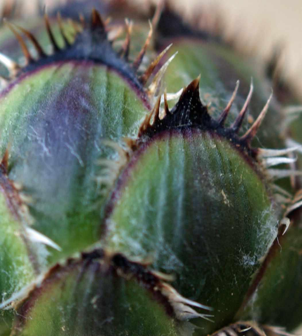 Centaurea redempta flower