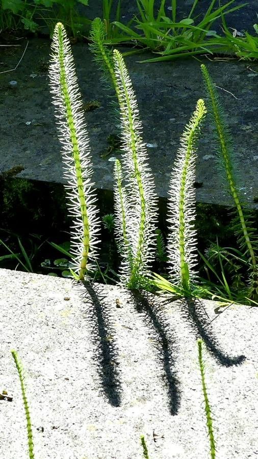 Hippuris vulgaris leaf