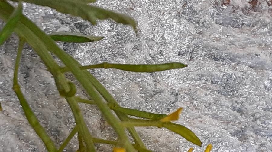 Descurainia tanacetifolia fruit