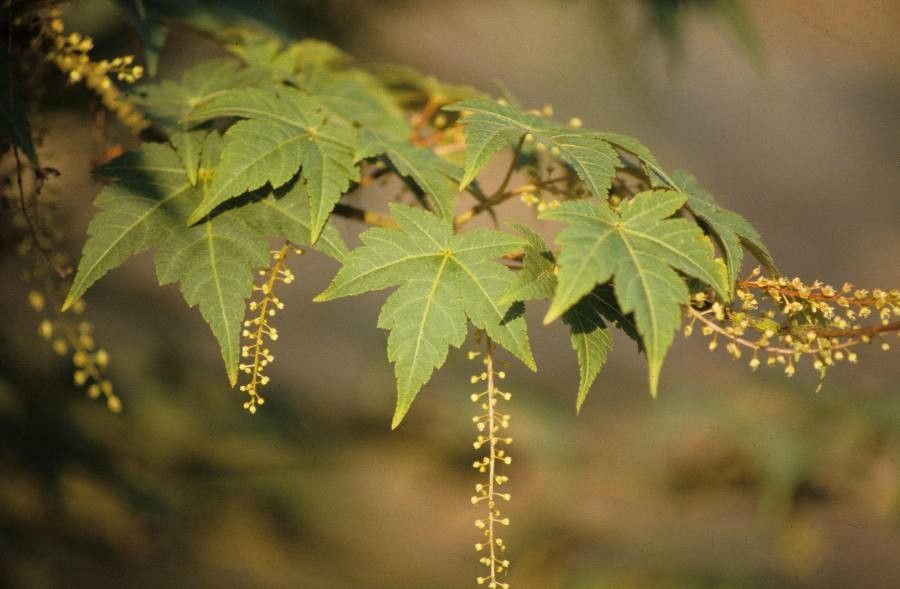 Acer micranthum — search result for 'Sapindaceae'