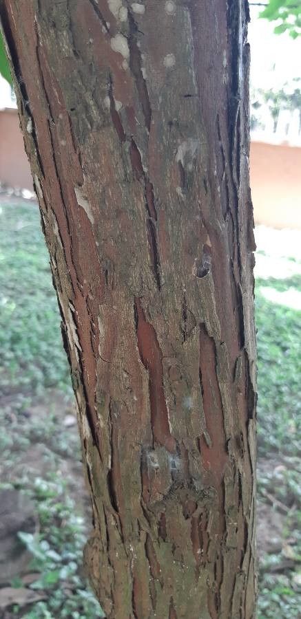 Calycophyllum candidissimum bark