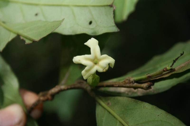 Drypetes variabilis flower