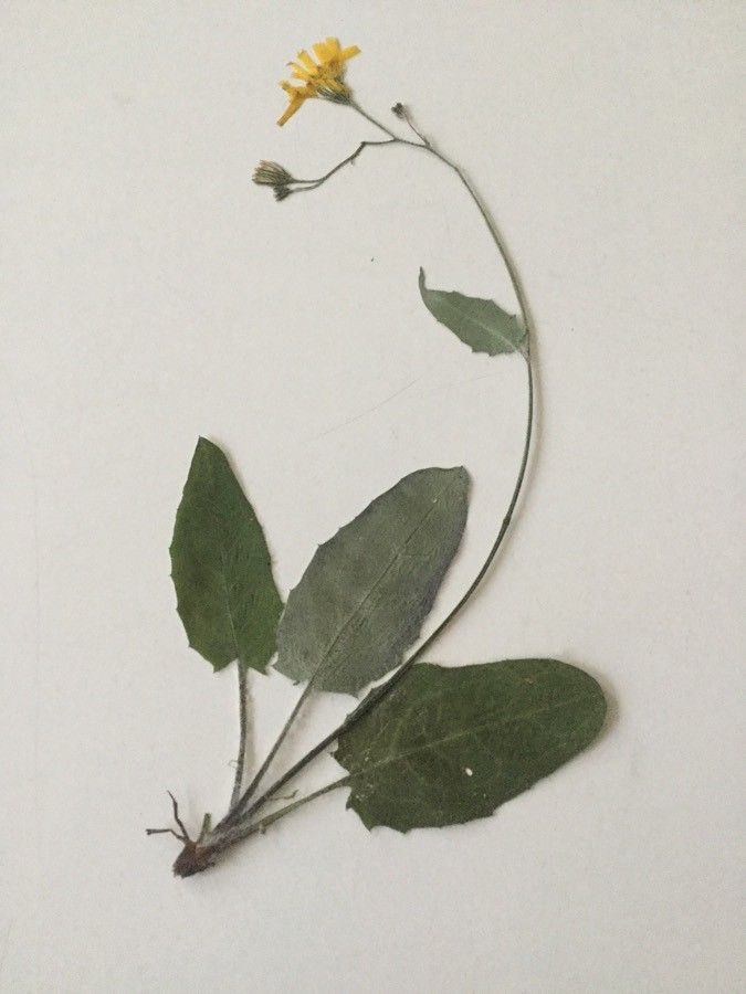 Hieracium stelligerum flower