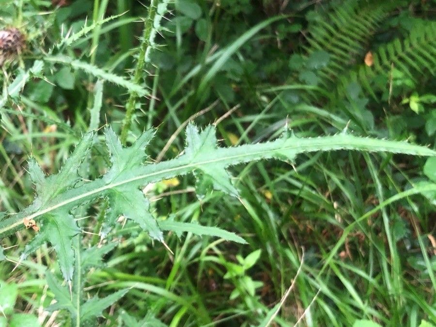 Cirsium palustre leaf