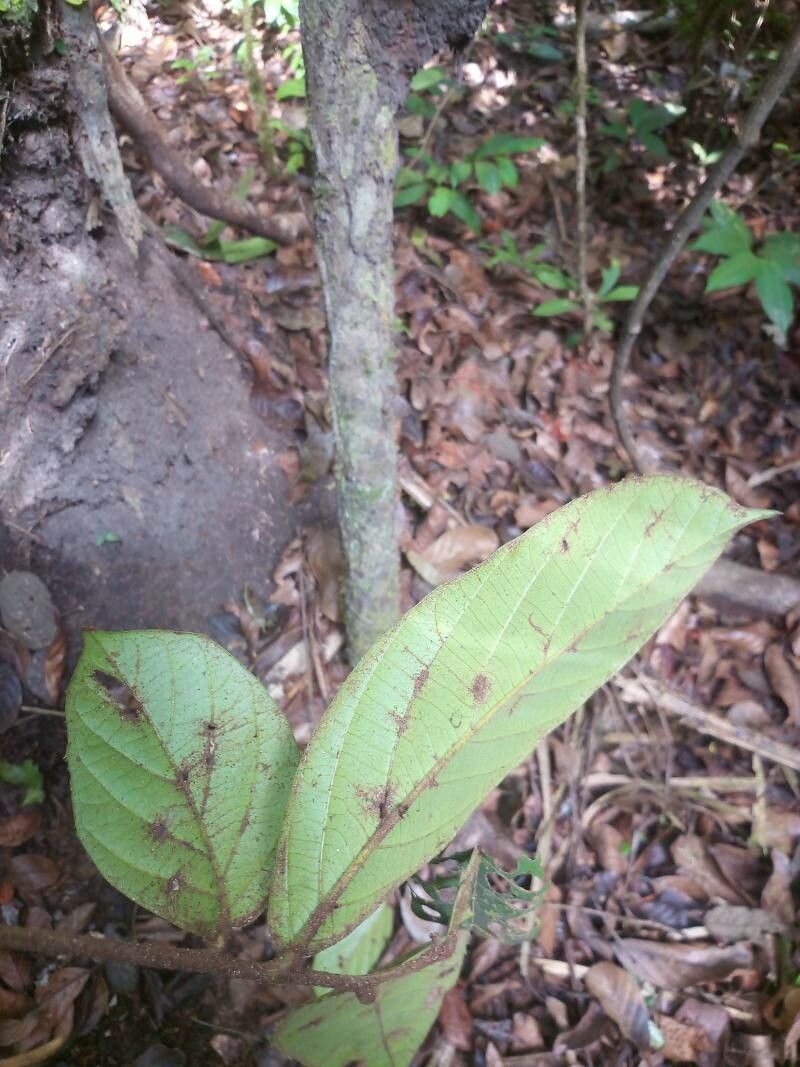 Cordia sagotii leaf