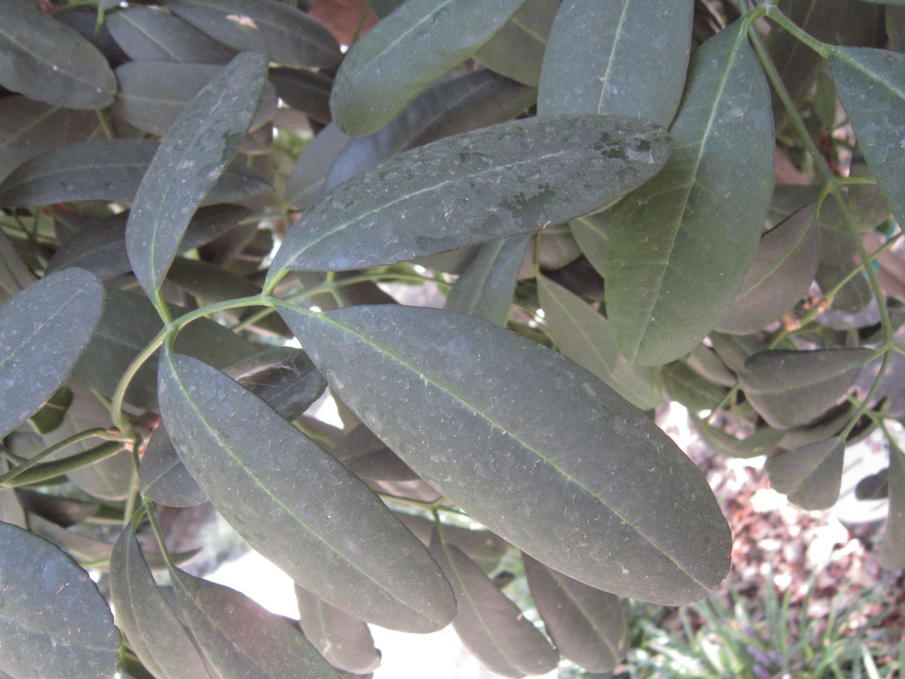 Pilocarpus pennatifolius leaf