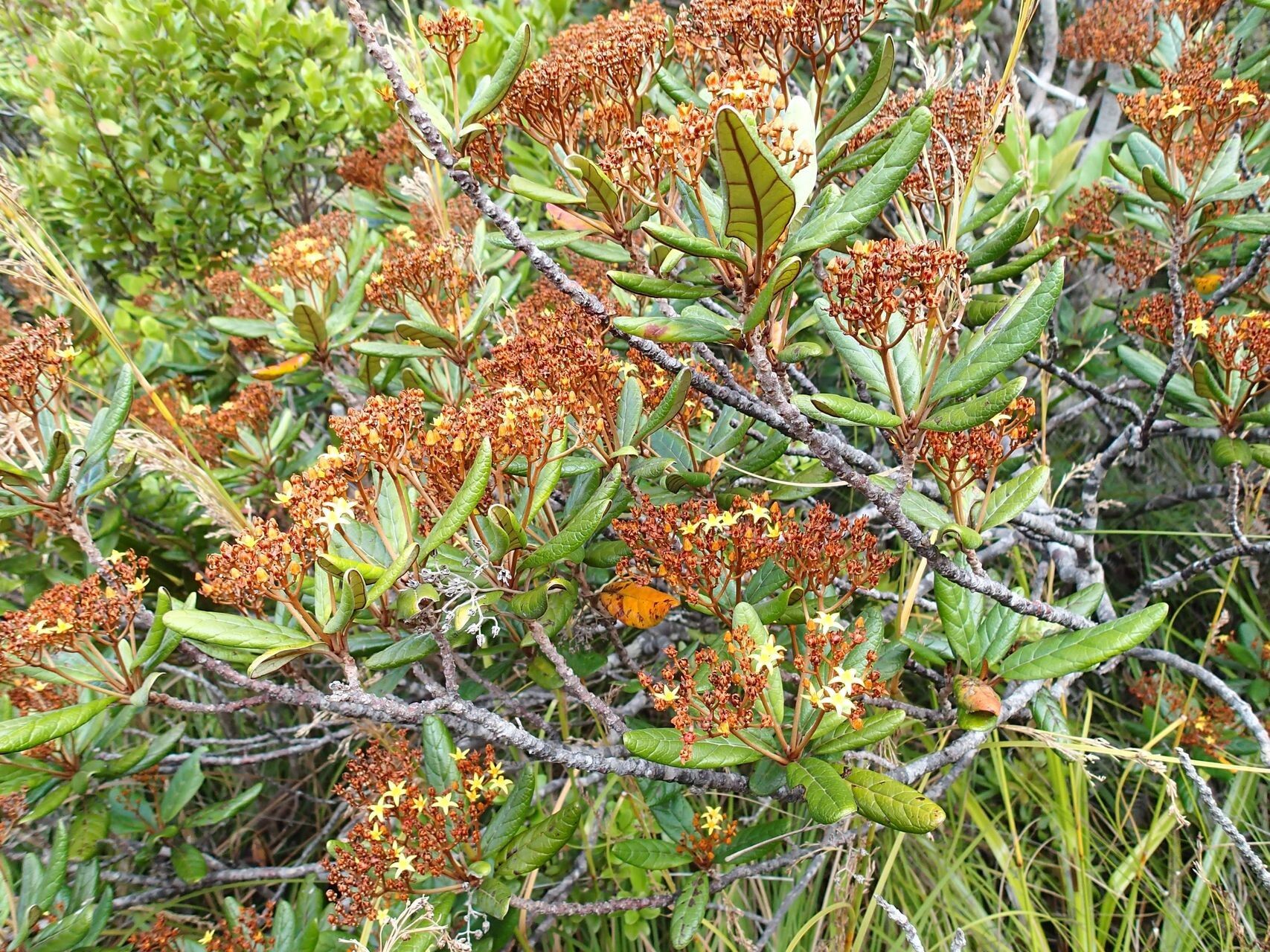 Argophyllum vernicosum habit